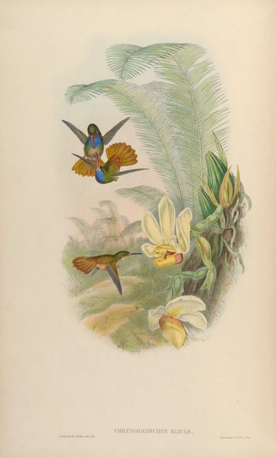 Chrysuronia eliciae = Hylocharis eliciae by John Gould
